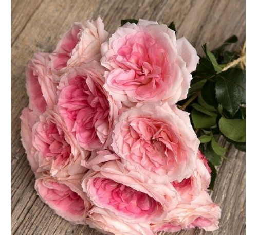 Роза Майра ( Mayra's Rose)